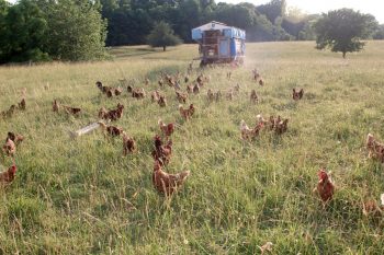 Free Range Hens