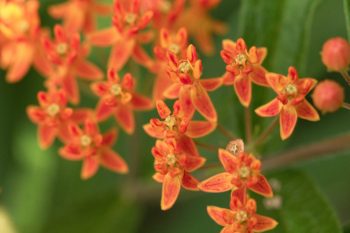 Butterfly Weed