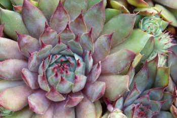 Sempervivum