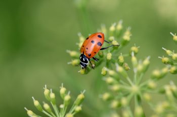 Variegated Lady Beetle