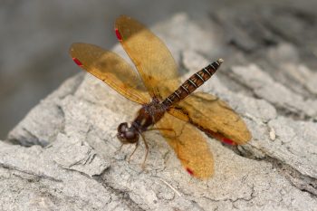 Eastern Amberwing