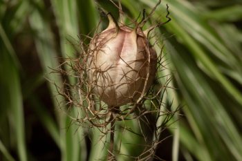 Nigella Seed Capsule