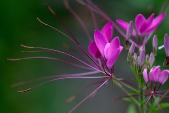 Cleome hassleriana