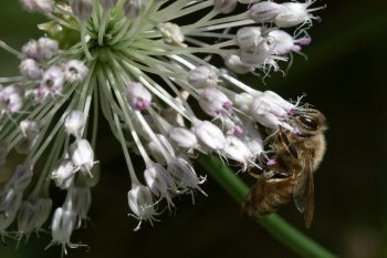 Honey Bee on Wild Onion