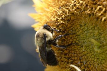 Bumble Bee on Sunflower