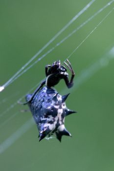 Spined Micrathena