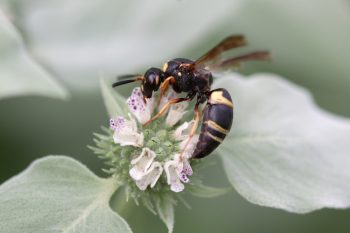 Potter Wasp