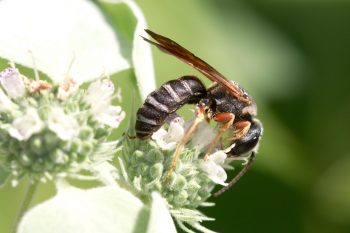 Sweat Bee