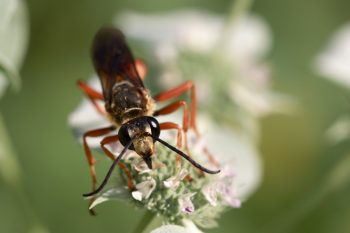 Great Golden Digger Wasp