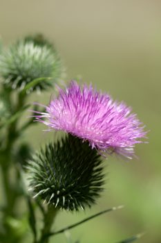 Thistle Flower