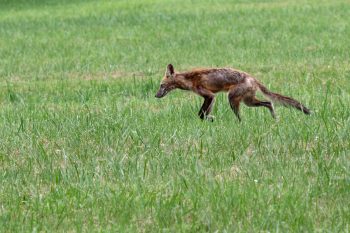 Vulpes vulpes