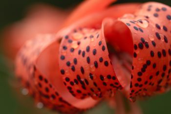 Turk's Cap Lily