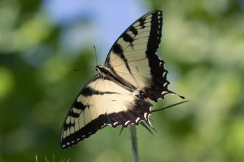 Eastern Tiger Swallowtail