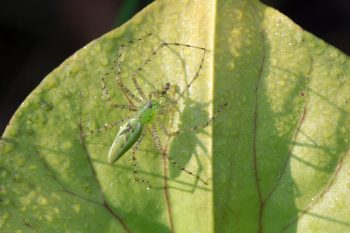 Green Lynx Spider