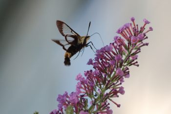 Sphinx Moth