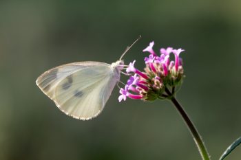 Cabbage White