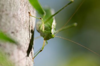 Katydid