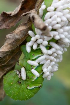 Tomato Hornworm