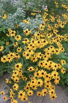 Black-eyed Susans