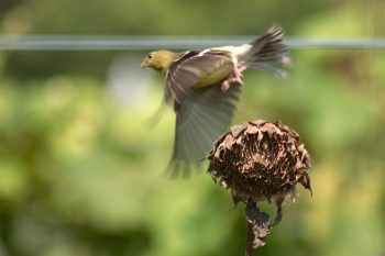 American Goldfinch