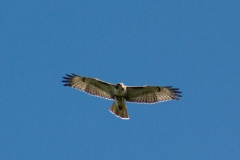 Juvenile Red-tailed Hawk