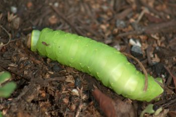 Polyphemus Moth Caterpillar