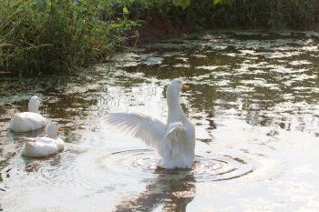 Duck Pond