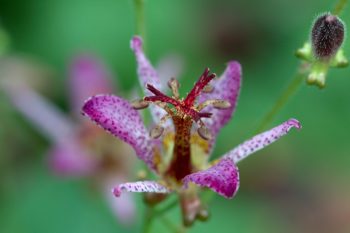 Toad Lily