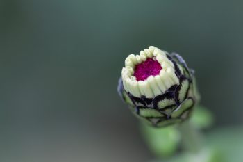 Zinnia Bud