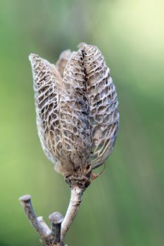 Dry Day Lily Seed Pod