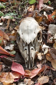 Deer Skull