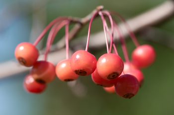 Crab Apples