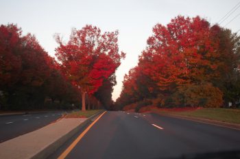 Zelkova serrata