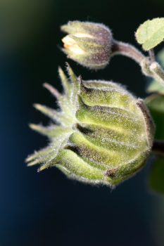 Seed Pod