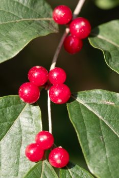 Amur Honeysuckle