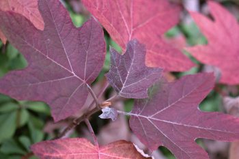 Oakleaf Hydrangea