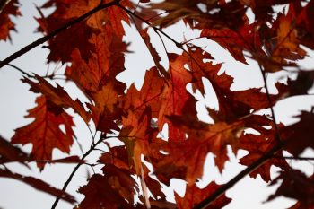 Oak Leaves