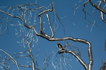 Hawk in Steel Tree