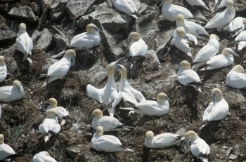Gannets at Cape St. Mary’s