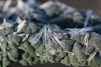 Frosty Kale