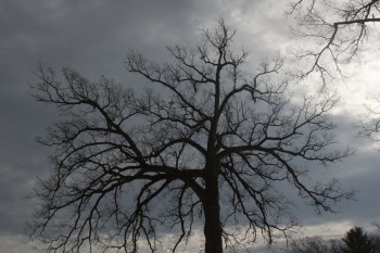 Tree Against Clouds