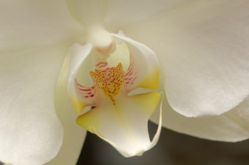 Orchid