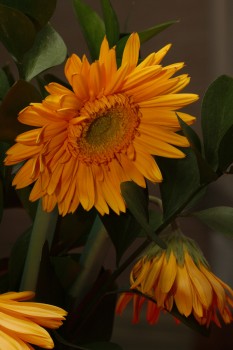 Gerber Daisies