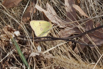 Colias philodice (Clouded Sulphur)