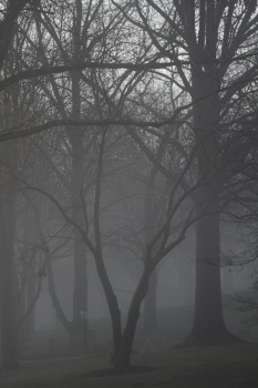 Fog