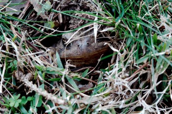 Toad In The Grass