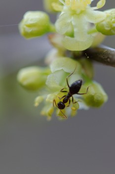 Ant on Spicebush Flower