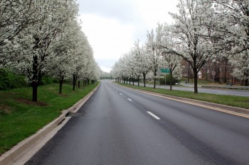 Bradford Pear Trees