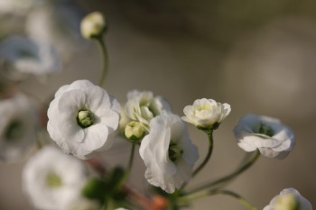 White Flowers