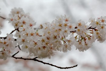 Cherry Blossoms